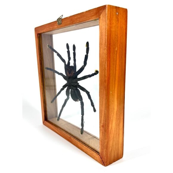 Tarantula Taxidermy Yucatan Rust Rump Giant Hairy Real Spider Between Glass - Picture 4 of 15